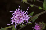 Appalachian blazing star